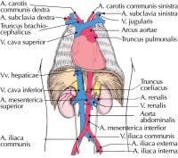 Abbildung 2: Duplexsonographie - A. abdominalis-Abgänge