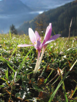 Abbildung 1: Herbstzeitlose