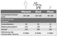 Abbildung 2: Embryonalentwicklung