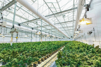 Abbildung 5: Cannabis