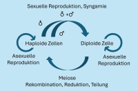Abbildung 15: Reproduktion
