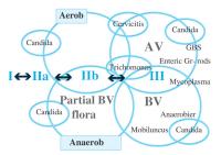 Abbildung 5: Vaginalflora