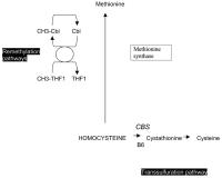 Figure 1: Homocystein - Metabolismus