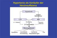 Abbildung 4: Hypertonie als Vorläufer der Herzinsuffizienz