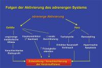 Abbildung 5: Folgen der Aktivierung des adrenergen Systems
