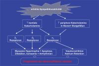 Abbildung 6: Folgen der erhöhten Sympathikusaktivität