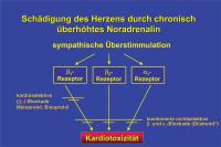 Abbildung 7: Schädigung des Herzen durch Noradrenalin