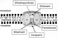 Figure 2: L-Typ-Kalziumkanal - Medikamenteninteraktion