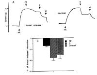 Figure 1: Pulmonalarterie - Relaxation