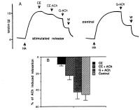 Figure 2: Pulmonalarterie - Relaxation