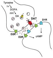 Abbildung 1: Dopaminerage Synapse