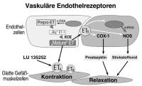 Abbildung 1: Vaskuläre Endothelrezeptoren