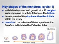 Abbildung 2: Weibliche Reproduktion - Menstruationszyklus