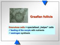 Abbildung 3: Weibliche Reproduktion - Graaf-Follikel
