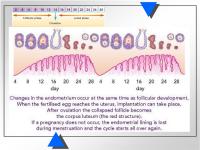 Abbildung 4: Weibliche Reproduktion - Ovulation