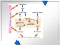 Abbildung 6: Weibliche Reproduktion - Feedback-Mechanismen