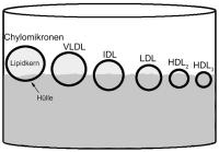 Abbildung 1: Lipoprotein - Fett - Dichte