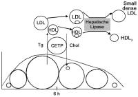 Abbildung 2: CETP - VLDL
