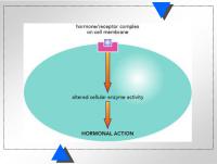 Abbildung 1: Hormonelle Aktion