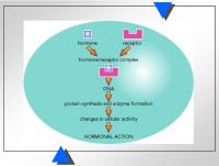 Abbildung 2: Hormonelle Aktion