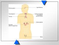 Abbildung 4: Endokrinologie - Mann