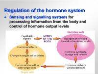 Abbildung 6: Hormonsystem - Regulation