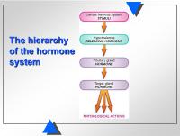 Abbildung 7: Hormonsystem - Hierarchie