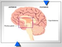 Abbildung 8: Hypophyse - Hypothalamus