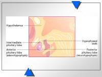 Abbildung 9: Hypophyse - Hypothalamus