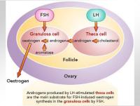 Abbildung 10: LH-Stimulation - FSH