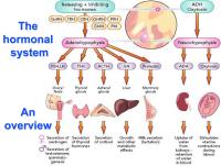 Abbildung 12: Hormonelles System