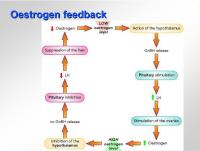 Abbildung 14: Estrogen-Feedback