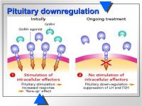 Abbildung 6: Hypophyse - Downregulation
