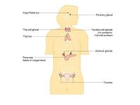Abbildung 1: Endokrinologie - Frau