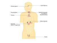 Abbildung 2: Endokrinologie - Mann