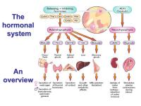 Abbildung 3: Hormonelles System