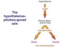 Abbildung 1: Hypothalamus - Hypophyse