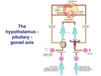 Abbildung 2: Hypothalamus - Hypophyse
