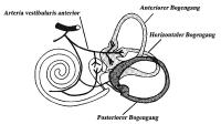 Abbildung 3: Vestibularorgan - Vaskuläre Versorgung
