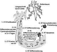 Abbildung 1: Villösen Trophoblasten - Differenzierung