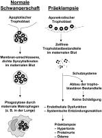 Abbildung 2: Trophoblast
