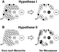 Abbildung 3: Zunahme von Aneuploidien - Hypothesen