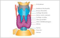 Abbildung 1: Schilddrüse - Topographie