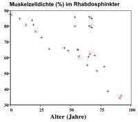 Abbildung 2: Muskelzelldichte