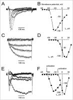 Abbildung 3: Muskelzelle