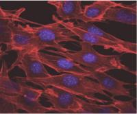 Abbildung 4: Muskelzelle