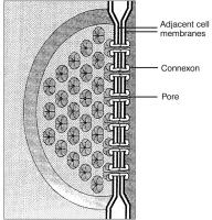 Figure 1: Gap junction