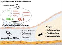 Abbildung 1: Endotheliale Aktivierung