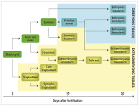 Abbildung 2: Embryonic - Extraembryonic Tissue