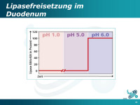 Abbildung 22: Duodenum - Lipase